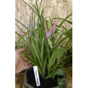 Billbergia nutans