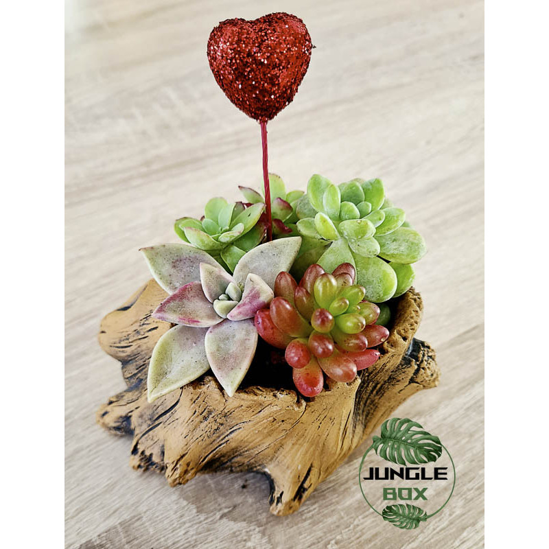 Composition de succulentes pots petits