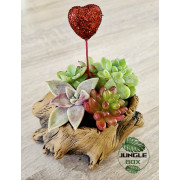 Composition de succulentes pots petits