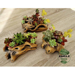Composition de succulentes pot moyen