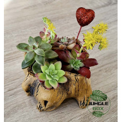 Composition de succulentes pot moyen