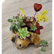 Composition de succulentes pot moyen