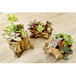 Composition de succulentes pots petits