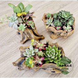 Composition succulentes pot grand