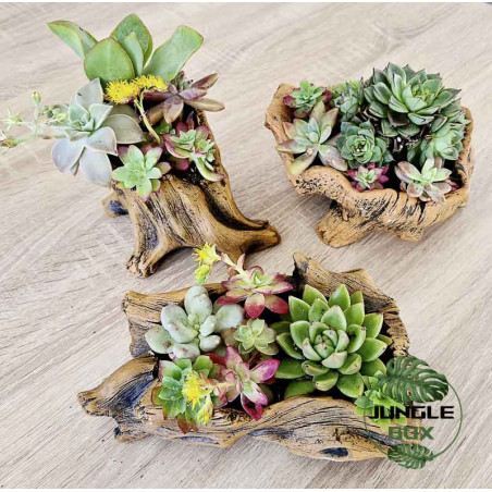 Composition succulentes pot grand
