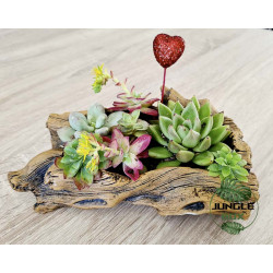 Composition succulentes pot grand