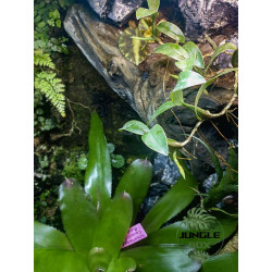 Terrarium planté 60x45x60