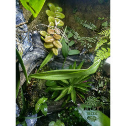 Terrarium planté 60x45x60