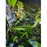 Terrarium planté 60x45x60
