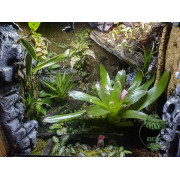 Terrarium planté 60x45x60
