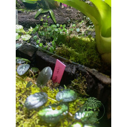 Terrarium planté 60x45x60