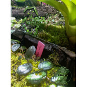 Terrarium planté 60x45x60