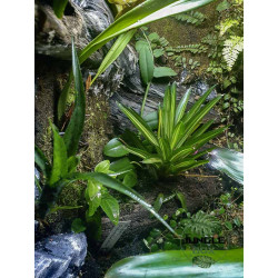 Terrarium planté 60x45x60