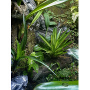 Terrarium planté 60x45x60