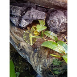 Terrarium planté 60x45x60