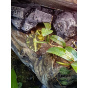 Terrarium planté 60x45x60
