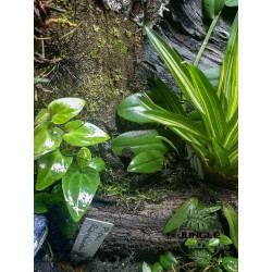 Terrarium planté 60x45x60