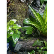 Terrarium planté 60x45x60