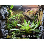 Terrarium planté 60x45x60