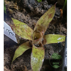 Vriesea gigantea Nova Mini