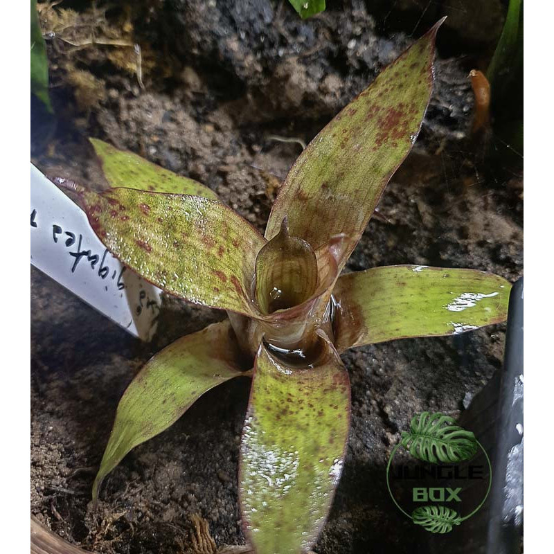 Vriesea gigantea Nova Mini