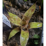 Vriesea gigantea Nova Mini