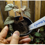 Begonia luzonensis