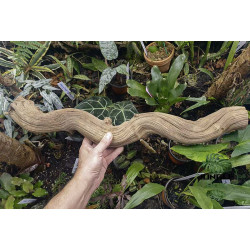 Liane naturelle Bornéo 60 cm (4 -5 cm de diamètre)