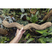 Liane naturelle Bornéo 60 cm (4 -5 cm de diamètre)