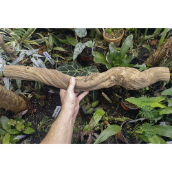 Ces lianes naturelles sont idéales pour décorer votre terrarium.