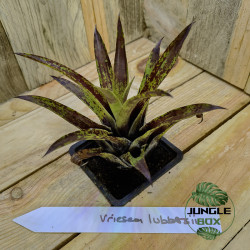 vriesea lubbersii