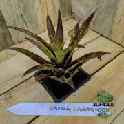 vriesea lubbersii