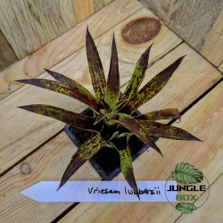 Vriesea lubbersii – Plante tropicale colorée d'intérieur | JungleBox