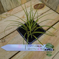 Vriesea correia araujoi