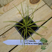 Vriesea correia araujoi