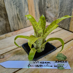 Vriesea fenestralis mini