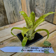 Vriesea fenestralis mini
