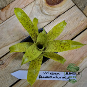 Vriesea fenestralis mini