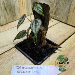 dioscorea discolor