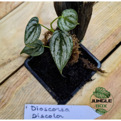 dioscorea discolor