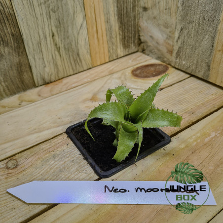Neoregelia mooreana