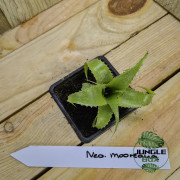 Neoregelia mooreana