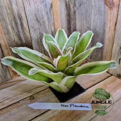 Neoregelia flandria