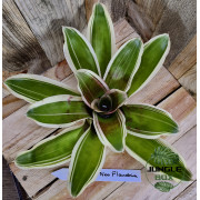 Neoregelia flandria