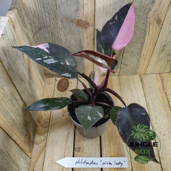 Philodendron pink princess marble