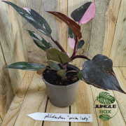 Philodendron pink princess marble