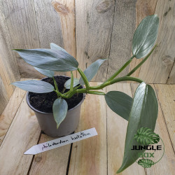 Philodendron hastatum silver