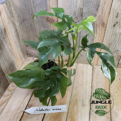 Philodendron minima