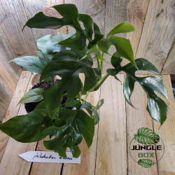 Philodendron minima