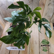Philodendron minima